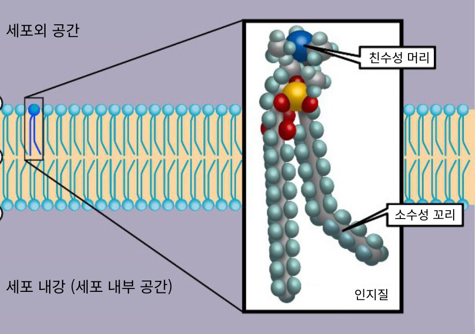포스파티딜세린, 기억력 개선 효과 있나요? 신경세포막·인지 ...