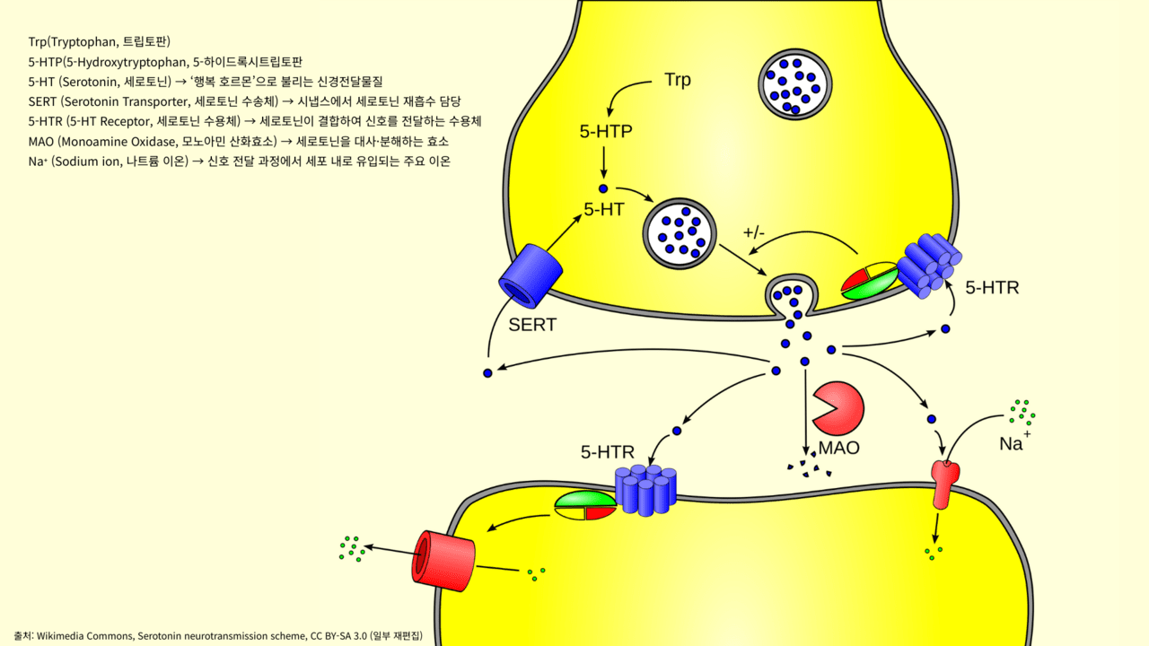 ‘행복 호르몬’ 만드는 5-HTP, 기능성 원료로 떠오른 이유